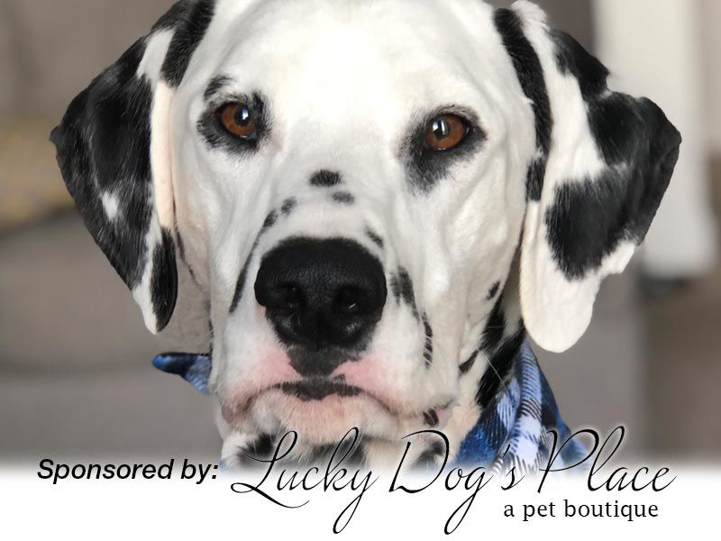Louie